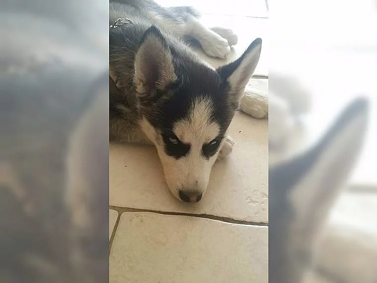 husky štěňata s modrýma očima