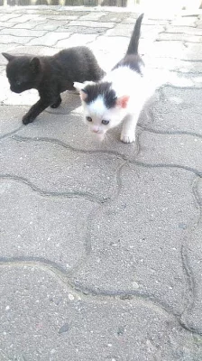 Daruji 2 koťátka