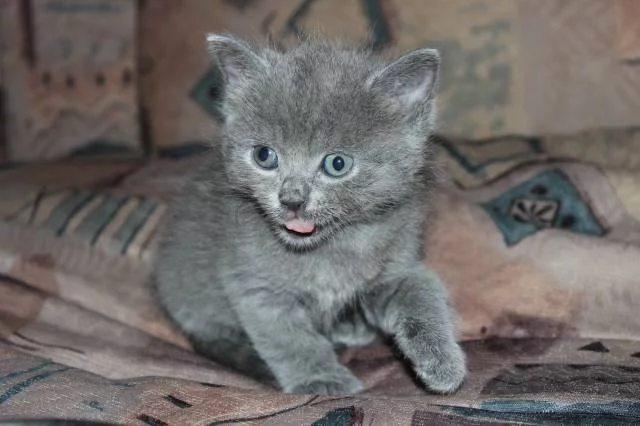 Britska modra kotata