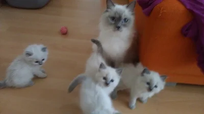 Kocourek ragdoll