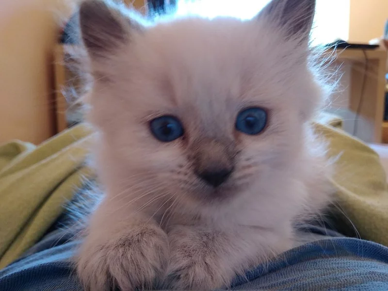 Kocourek ragdoll