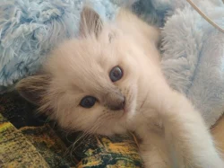 Kocourek ragdoll