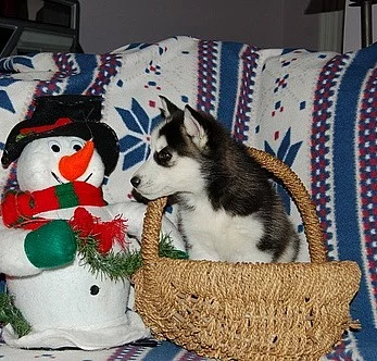 Akci registrovali sibiřské husky štěňata