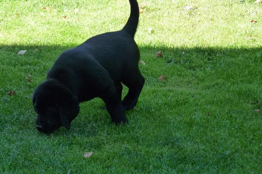Labrador retriever
