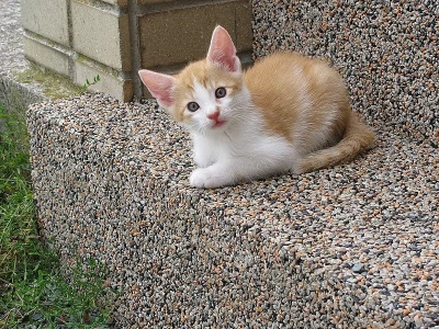 Daruji koťátka
