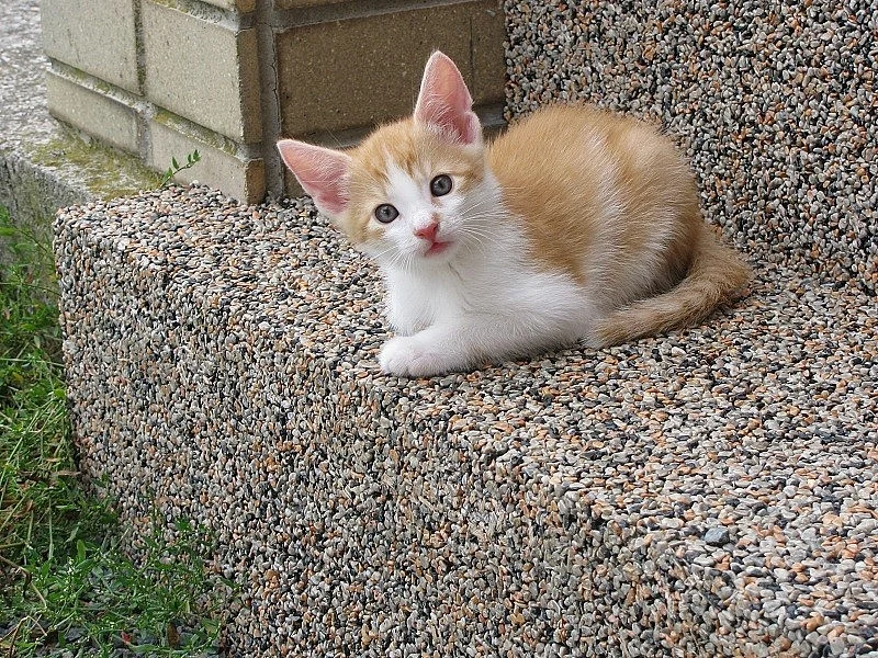 Daruji koťátka