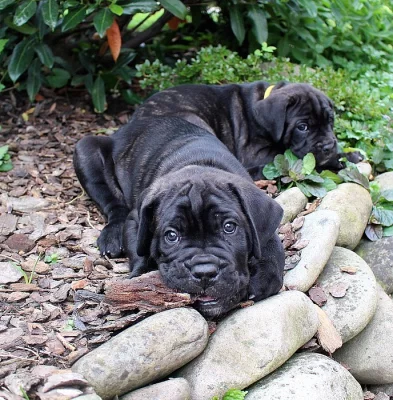 Cane corso s PP