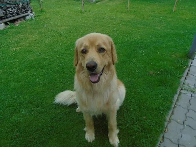 Hovawart s PP - krytí