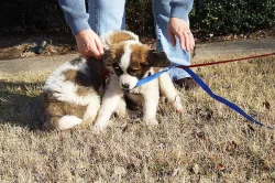 Two Top Class Saint Bernard Puppies Available
