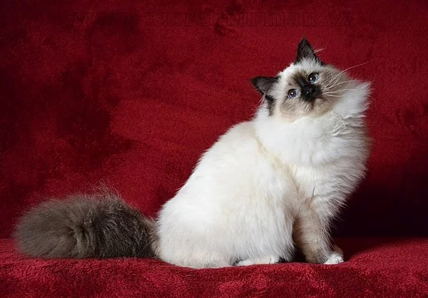 Birma - koťata s PP