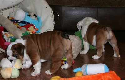 Male and female Rottweiler puppies for pet lovers.