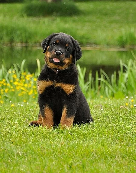Male and female Rottweiler puppies for pet lovers.