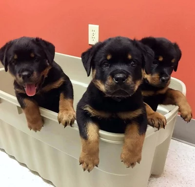 Male and female Rottweiler puppies for pet lovers.