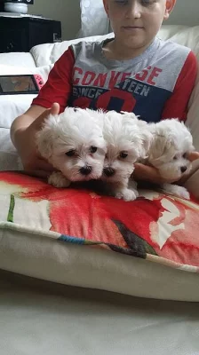 Boloňský psík na prodej S PP.