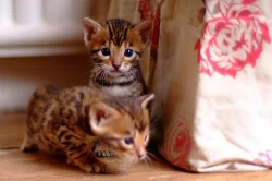 K dispozici jsou registrované bengálské koťata TICA