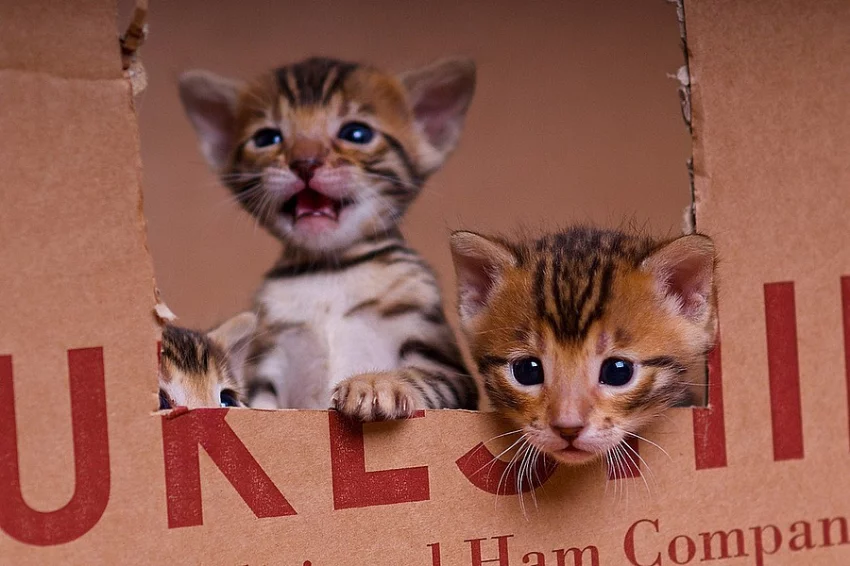 K dispozici jsou registrované bengálské koťata TICA