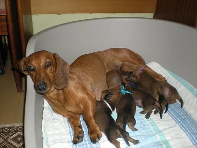 Prodám štěňata hladkosrstého jezevčíka standard