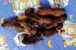 Rhodéský Ridgeback štěňata s pp