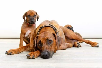 Rhodéský Ridgeback štěňata s pp