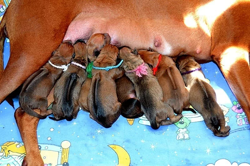 Rhodéský Ridgeback štěňata s pp