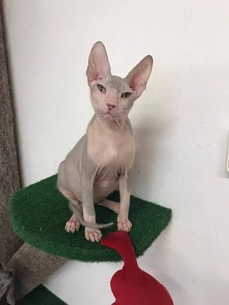 Don Sphynx kote k prodeji