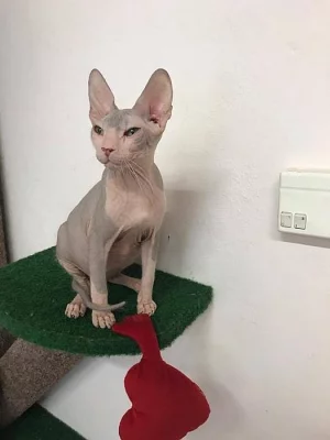 Don Sphynx kote k prodeji