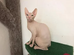 Don Sphynx kote k prodeji