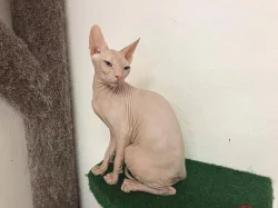 Don Sphynx kote k prodeji