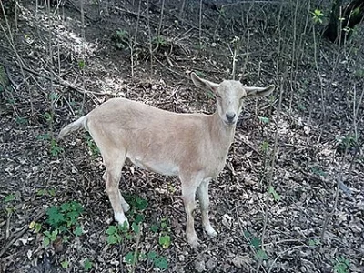 Prodám tři kozy + válec slámy zdarma - SLEVA