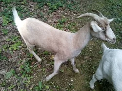 Prodám tři kozy + válec slámy zdarma - SLEVA
