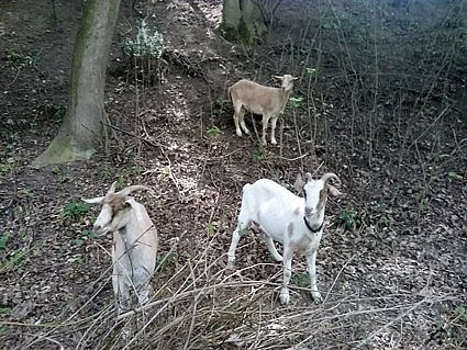 Prodám tři kozy + válec slámy zdarma - SLEVA