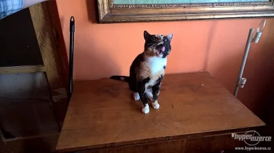 Daruji raritně zbarveného 4  letého kocourka