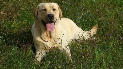 Labradorský retrívr sd PP