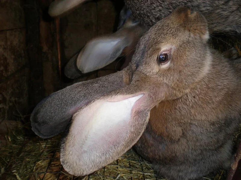 Prodám na chov králíky po belgickém obrovi