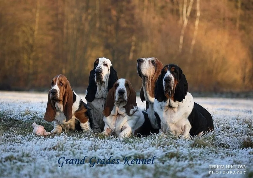 Basset hound - kvalitní štěňata s P