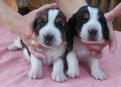 Basset hound - kvalitní štěňata s P