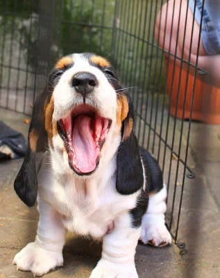 Basset hound - kvalitní štěňata s P