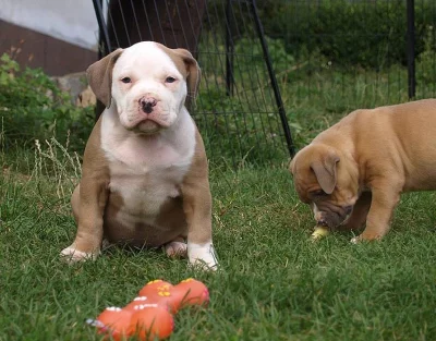American bully s průkazem původu ABKC
