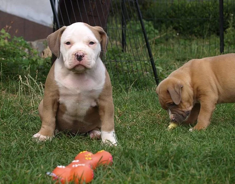 American bully s průkazem původu ABKC