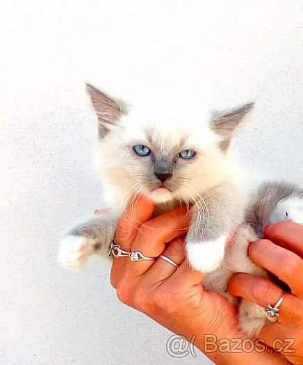 Ragdoll