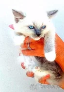 Ragdoll