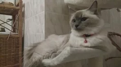 Ragdoll