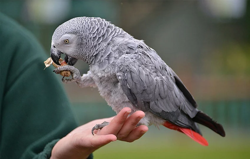 šedé papoušky