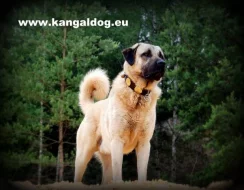Anatolský pastevecký pes /kangal/ s PP--štěňátka