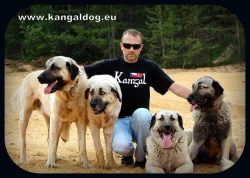 Anatolský pastevecký pes /kangal/ s PP--štěňátka