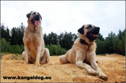 Anatolský pastevecký pes /kangal/ s PP--štěňátka