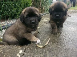 Leonbergera  - štěňátka s PP