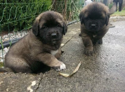Leonbergera  - štěňátka s PP