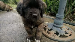 Leonbergera  - štěňátka s PP