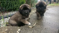 Leonbergera  - štěňátka s PP